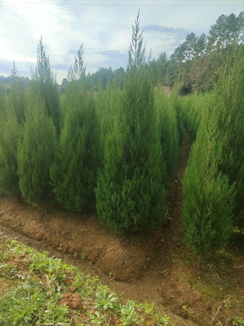 塔柏1.5-2.4米大量现货