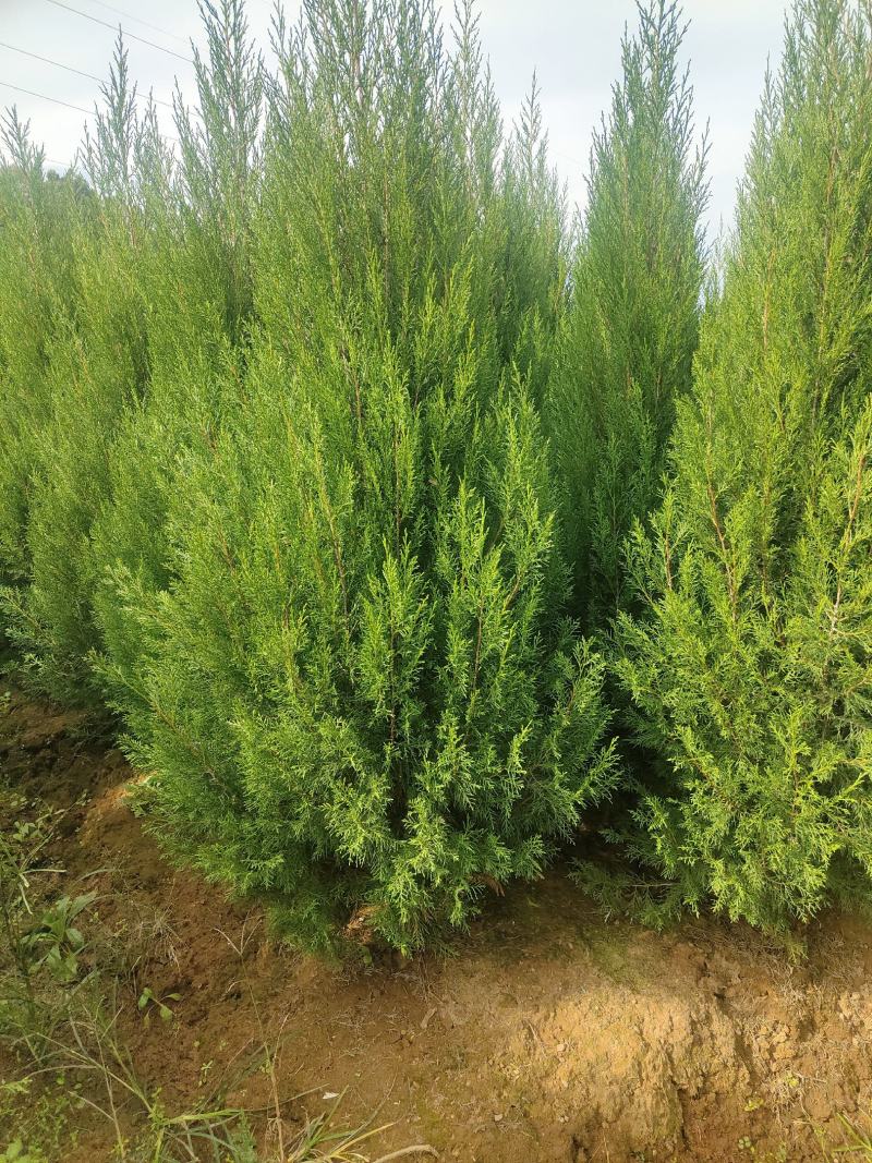 塔柏1.5-2.4米大量现货