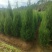 供应1.5-2米的塔柏，基地直供，欢迎有需要的朋友联系我