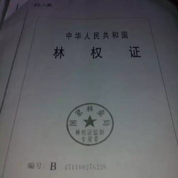 165亩成长期杉树山林转让，通路，合同30年，有泉水