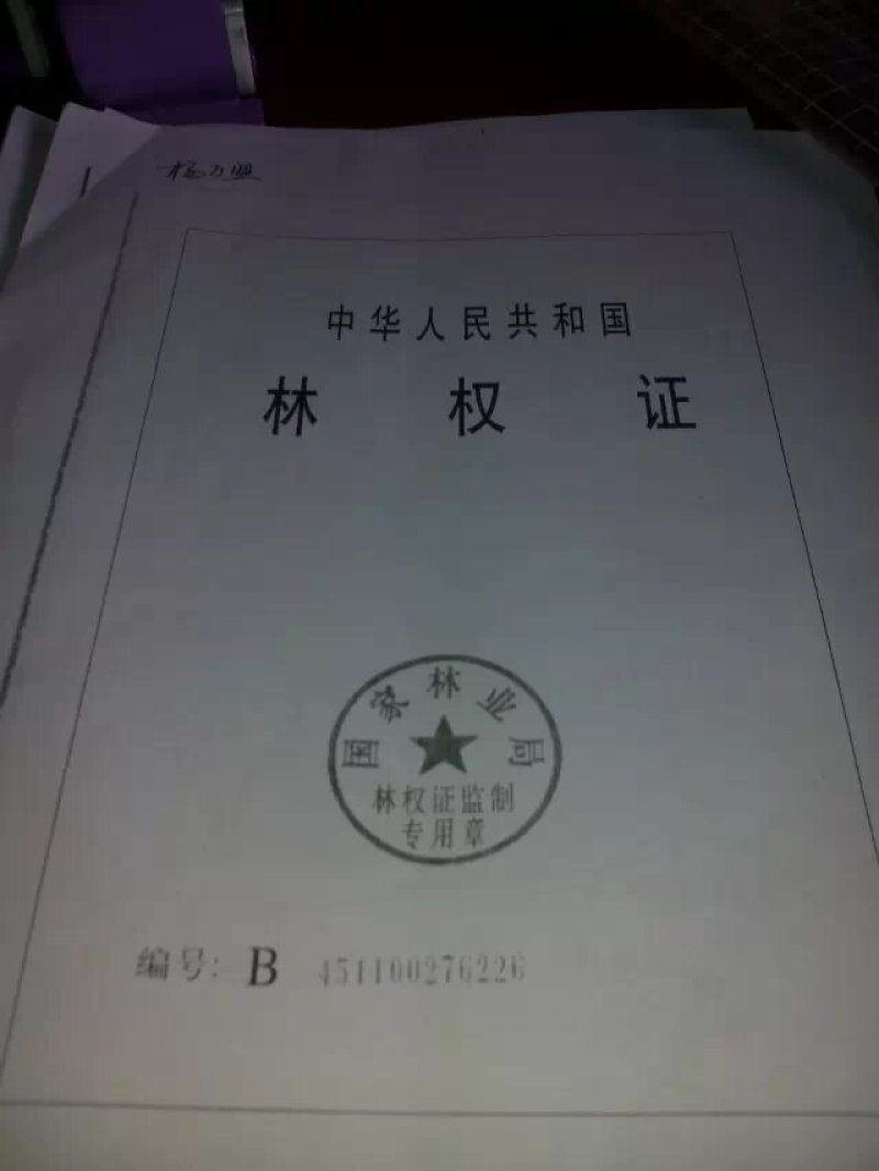 165亩成长期杉树山林转让，通路，合同30年，有泉水
