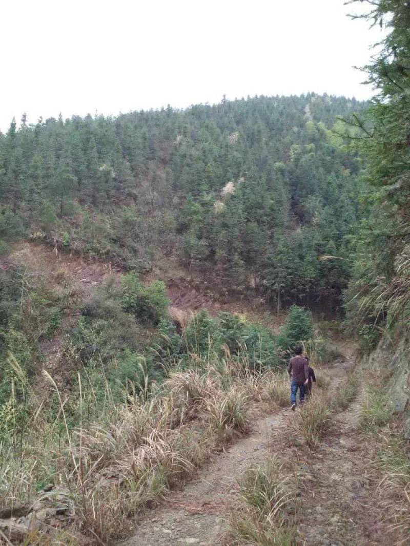 165亩成长期杉树山林转让，通路，合同30年，有泉水