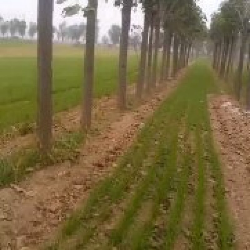 【推荐】周口市处理楸树，年份足，产地一手供应，欢迎前来选购
