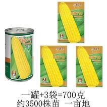 正品国审品种甜脆710水果玉米种子生吃超甜高产非转基因原