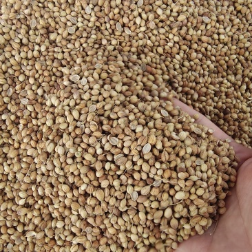 香菜子大量供应