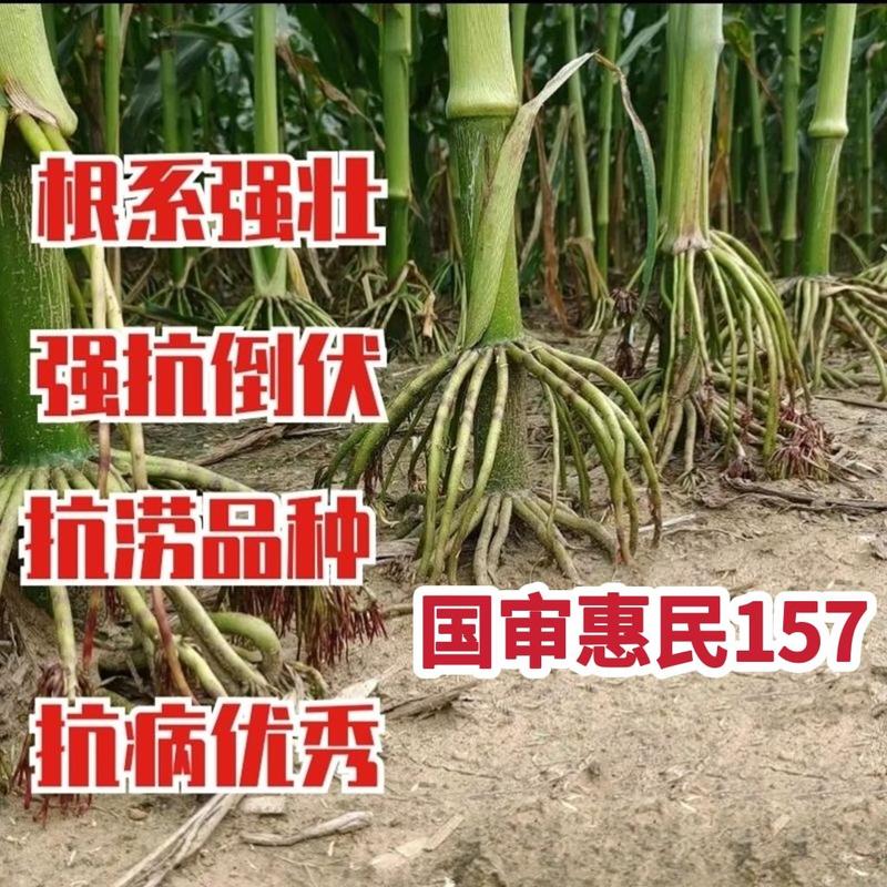 红轴高产大棒玉米种隆平高科惠民157抗旱矮杆