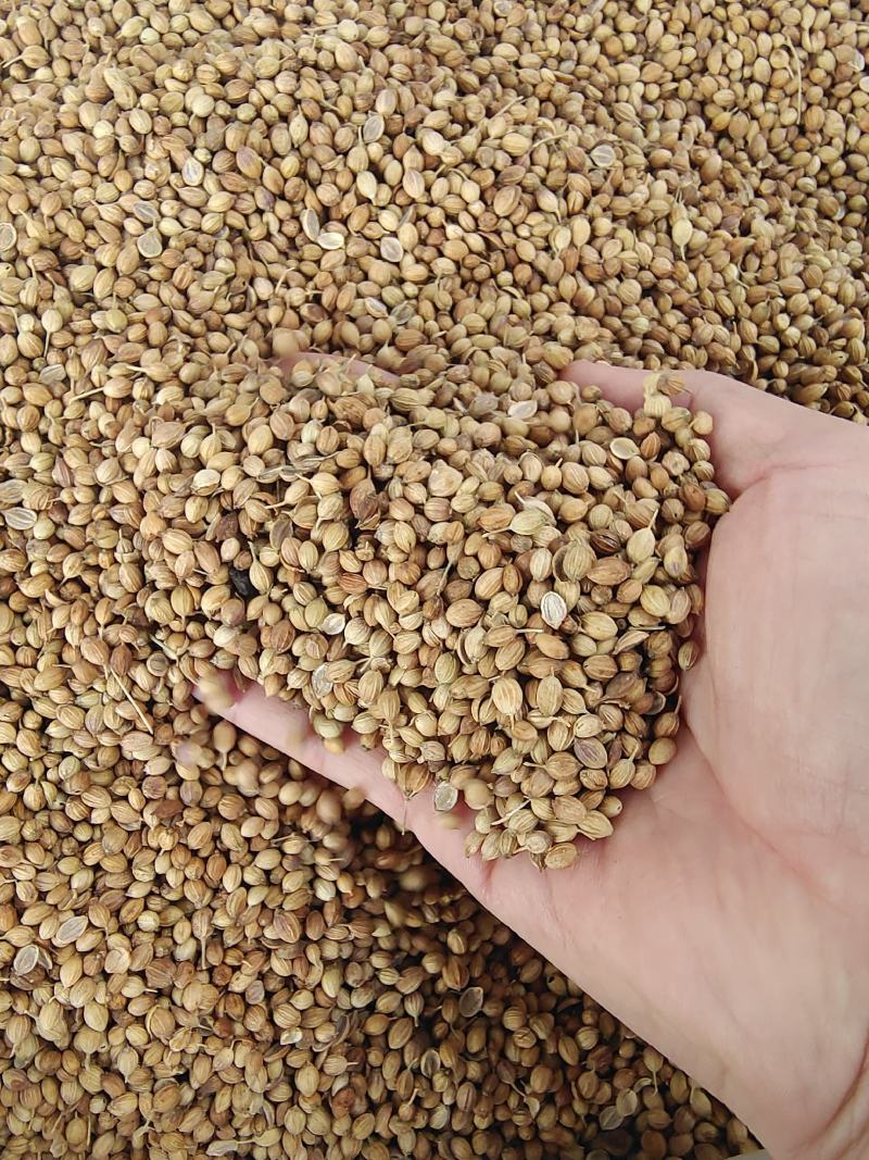 香菜子大量供应