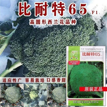 比耐特65早熟青梗花椰菜西兰花种子花球高圆型耐寒适应广大