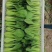 新鲜青菜诚信经营品质保证货源充足量大从优