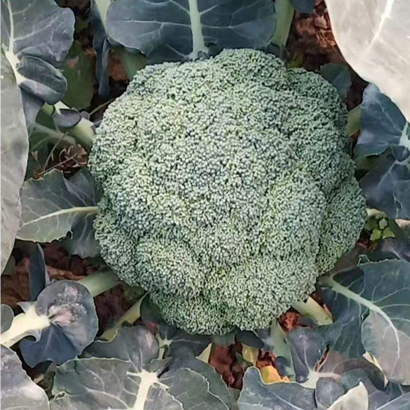 比耐特65早熟青梗花椰菜西兰花种子花球高圆型耐寒适应广大