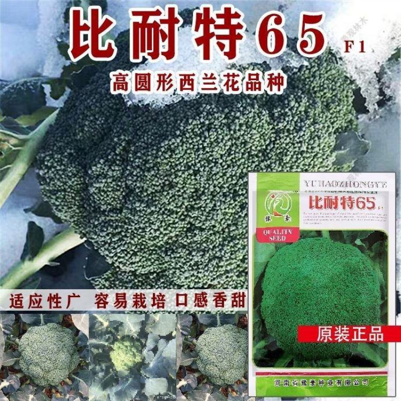 比耐特65早熟青梗花椰菜西兰花种子花球高圆型耐寒适应广大