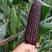 紫糯玉米种子黑糯玉米种子甜加糯玉米种子黑玉米种子
