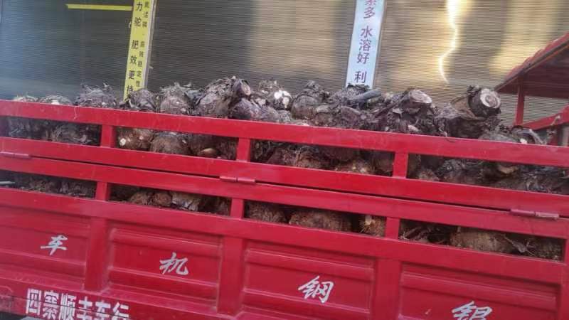 芋头
