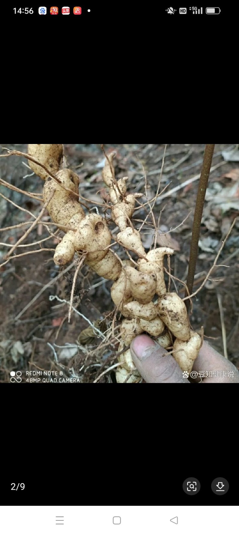 野生黄精，淫羊藿