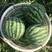 美都西瓜种子早熟，圆球型单瓜重8公斤左右春秋栽培