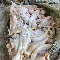 苍南炎亭冰冻水龙鱼一袋25斤总数量250袋