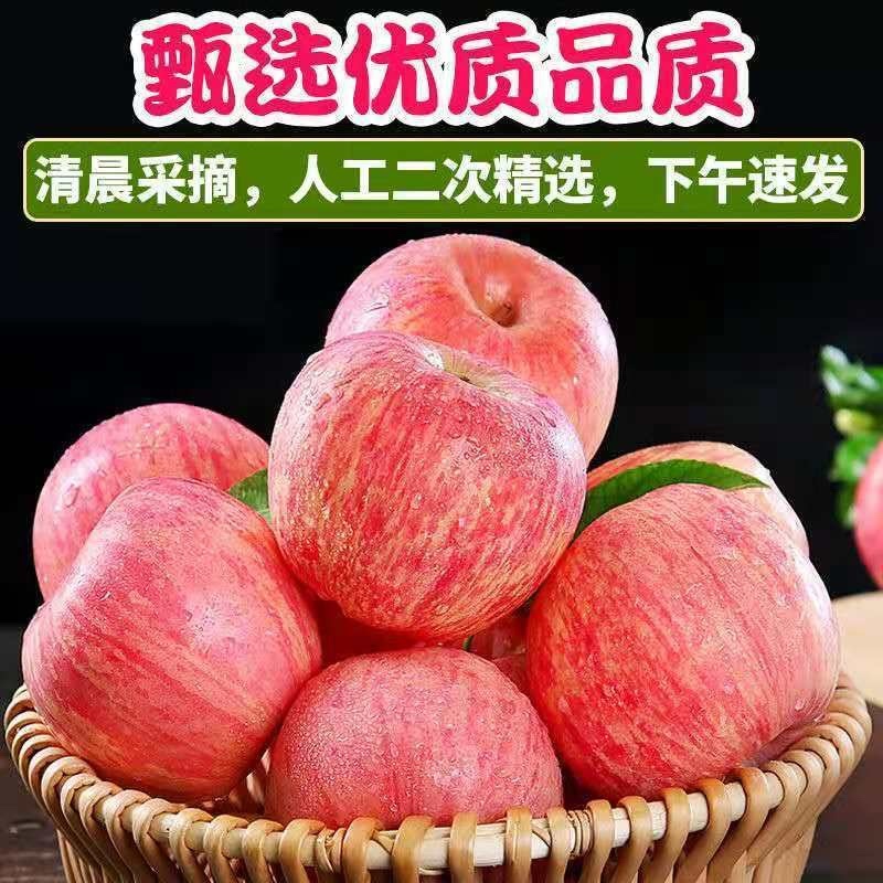 陕西洛川水晶红富士苹果大量现货，物美价廉欢迎采购