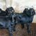 努比亚黑山羊大量现货，价格优惠可实地看货，欢迎联系