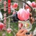 纸加膜苹果，瑞香红，苹果，瑞雪苹果，水晶红富士苹果供应商