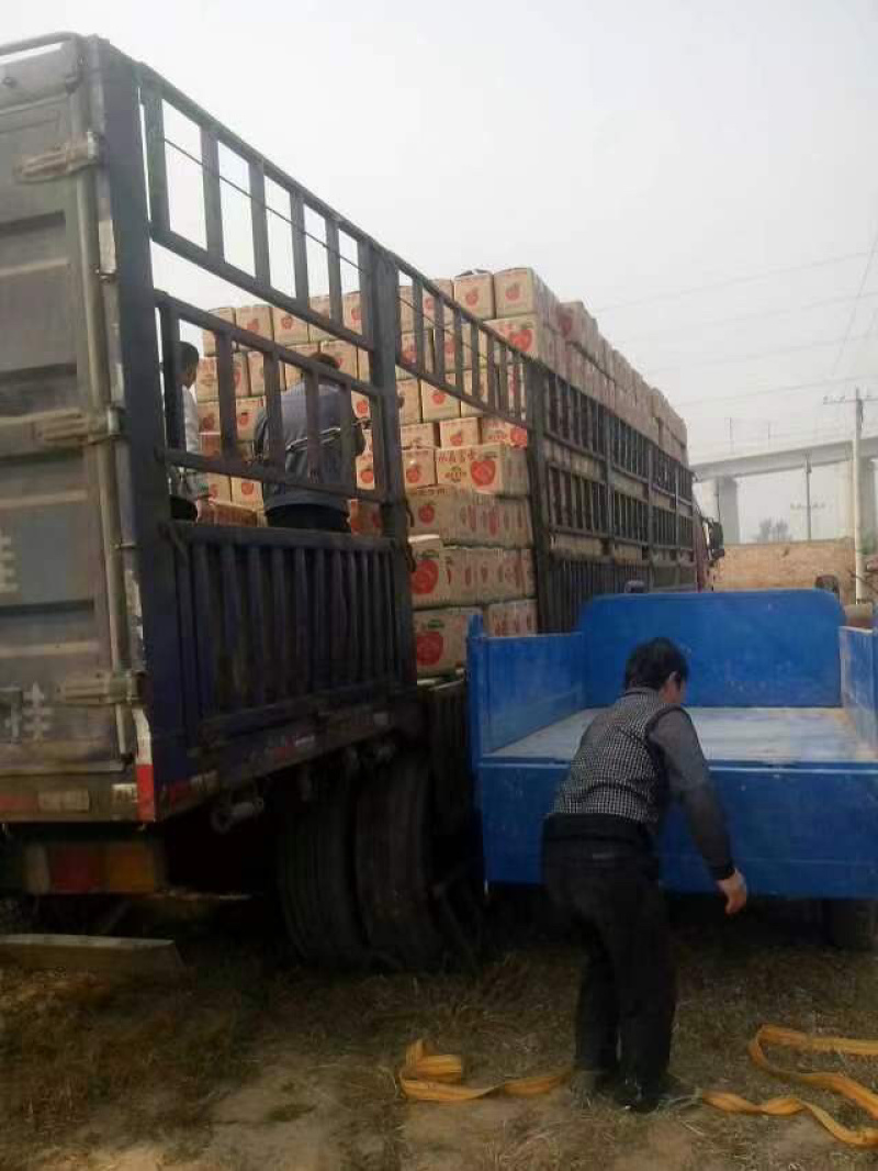 纸加膜苹果，瑞香红，苹果，瑞雪苹果，水晶红富士苹果供应商