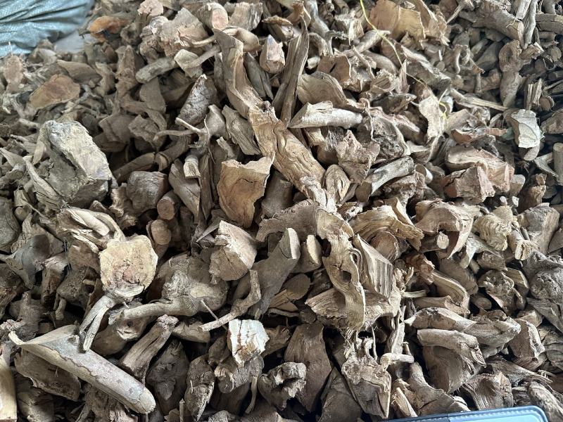 羊开口野牡丹根小花瓶根羊开口羊开口根