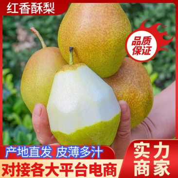 陕西红香酥梨大量有货,欢迎新老客户前来合作,