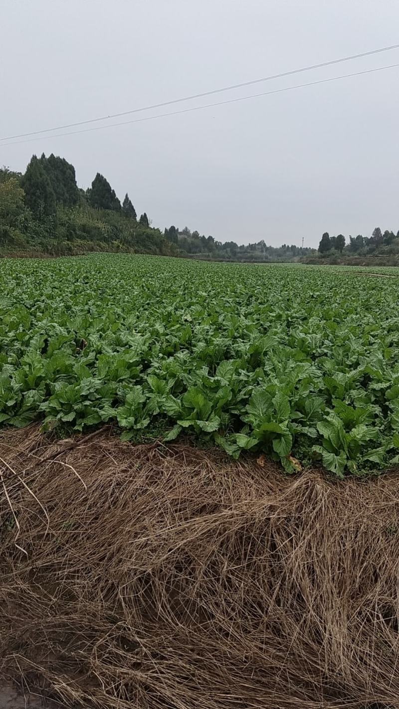 精品羊角菜即将上市品质上乘支持视频看货欢迎来电咨询洽谈