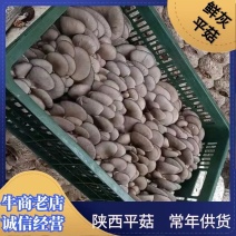 平菇，鲜平菇，一手货源，品质保证，全国发货