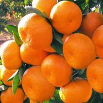 柑桔蜜橘小叶蜜橘产地一手货源，现摘现发，保证质量，欢