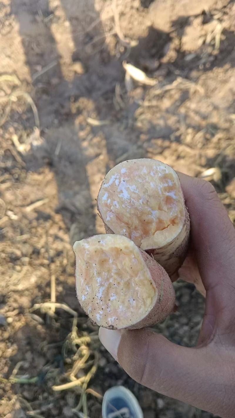 龙九大量上市，产地直供，一手货源，质量保证。