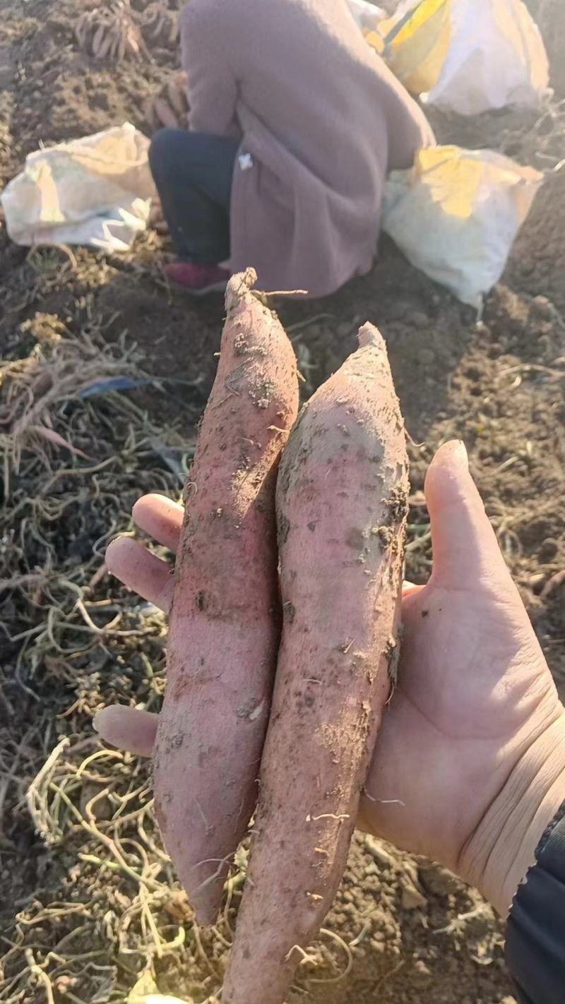 龙九大量上市，产地直供，一手货源，质量保证。