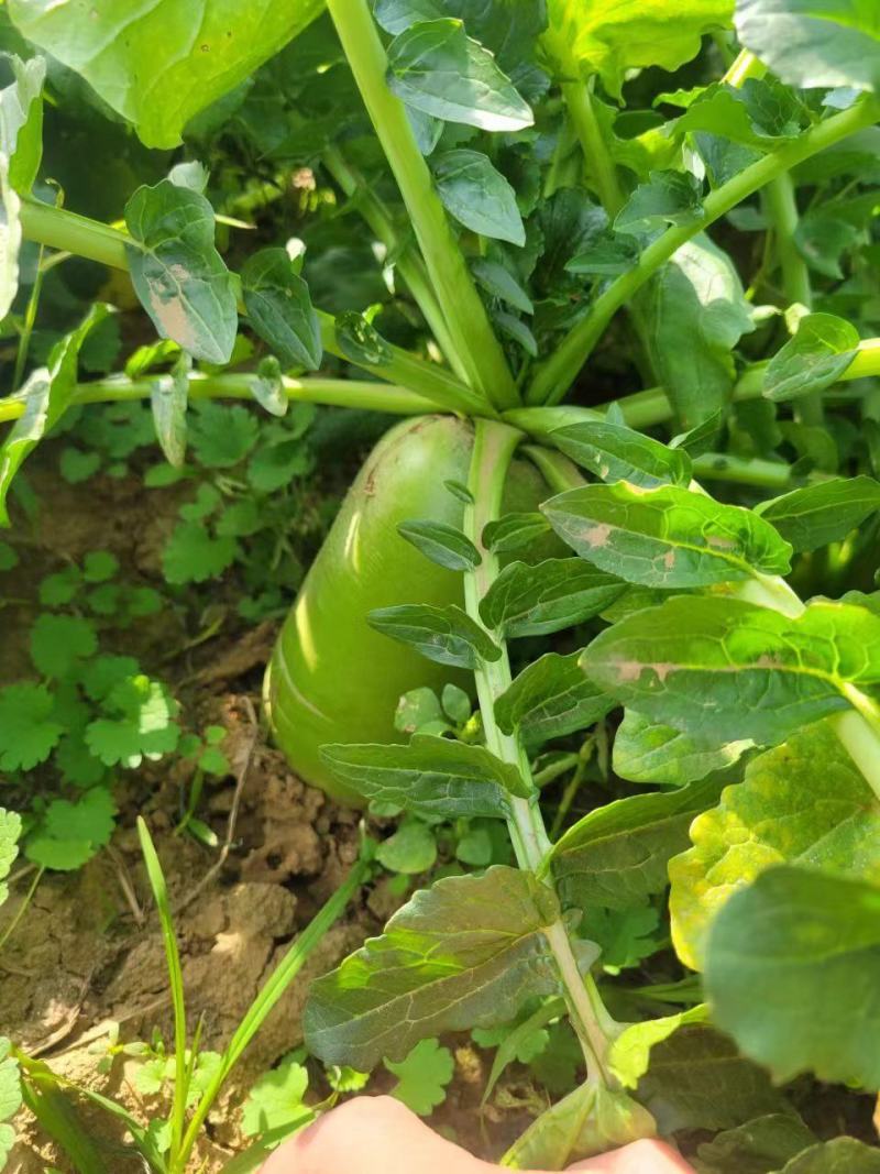 大田萝卜，量大优惠。