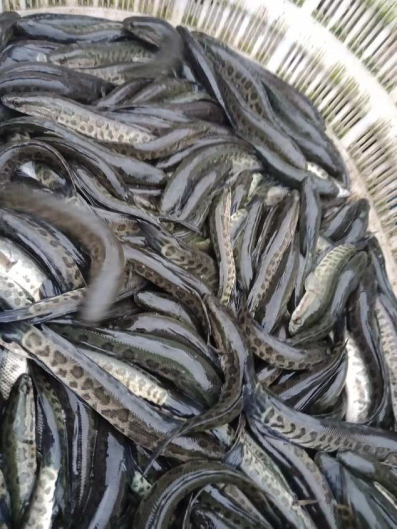 草鱼苗，鲤鱼苗等各种特色鱼苗，货源充足，品种优良