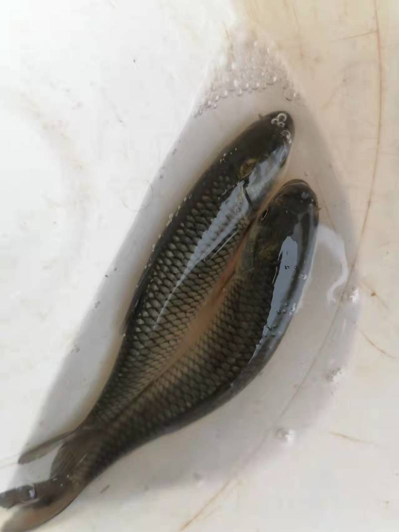 草鱼苗，鲤鱼苗等各种特色鱼苗，货源充足，品种优良