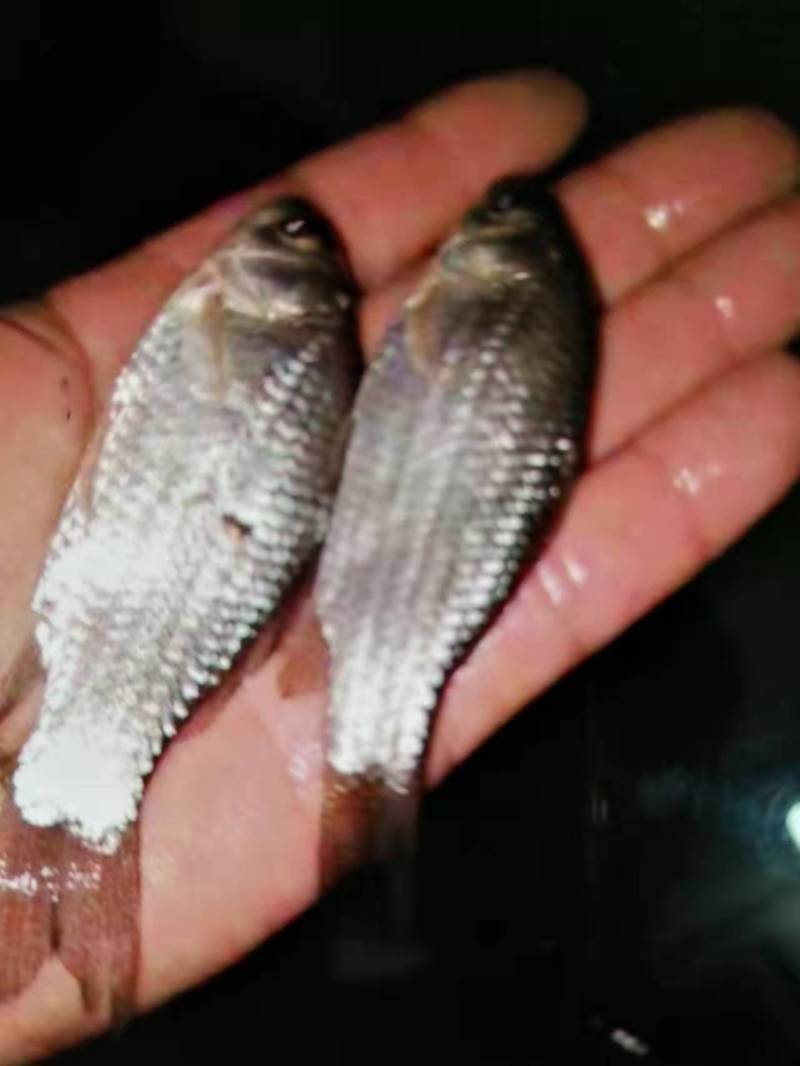草鱼苗，鲤鱼苗等各种特色鱼苗，货源充足，品种优良