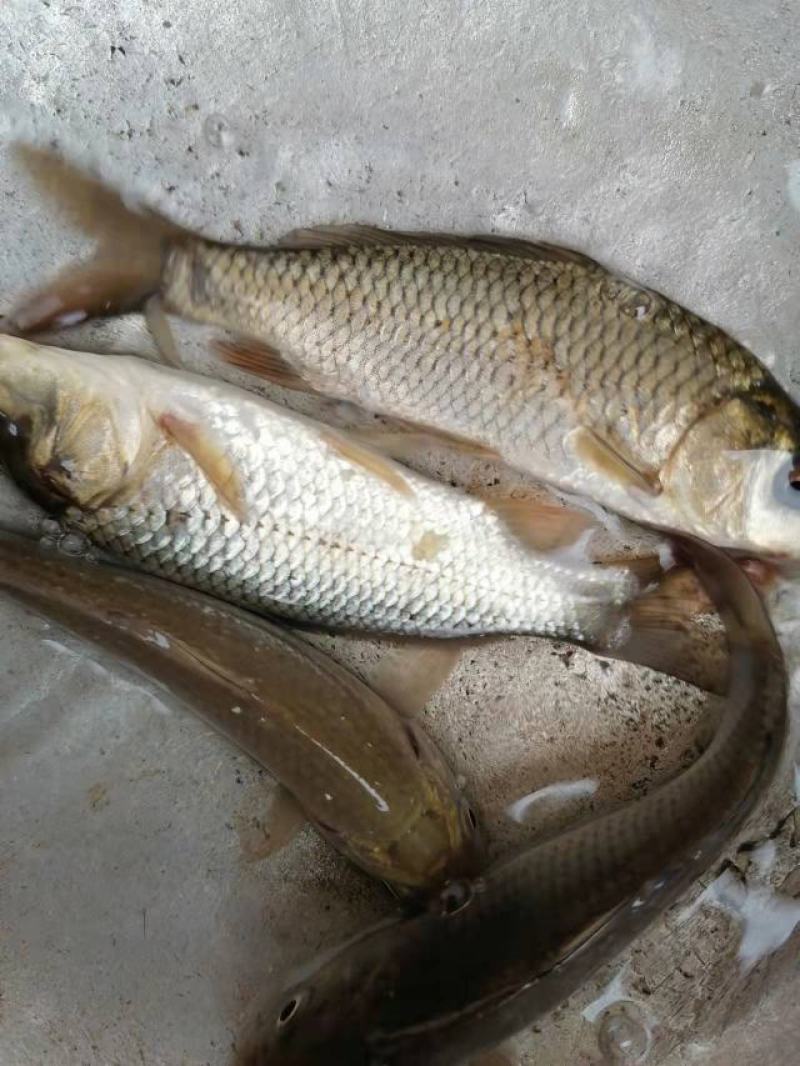 草鱼苗，鲤鱼苗等各种特色鱼苗，货源充足，品种优良