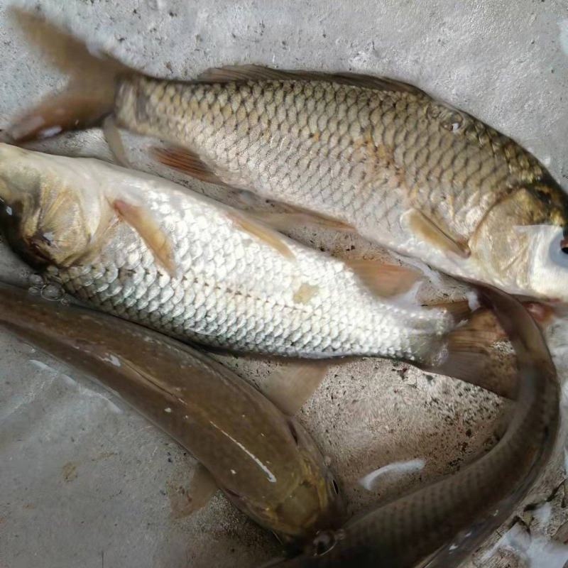 鲤鱼苗，草鱼苗等各种特色苗，品种齐全，货源充足