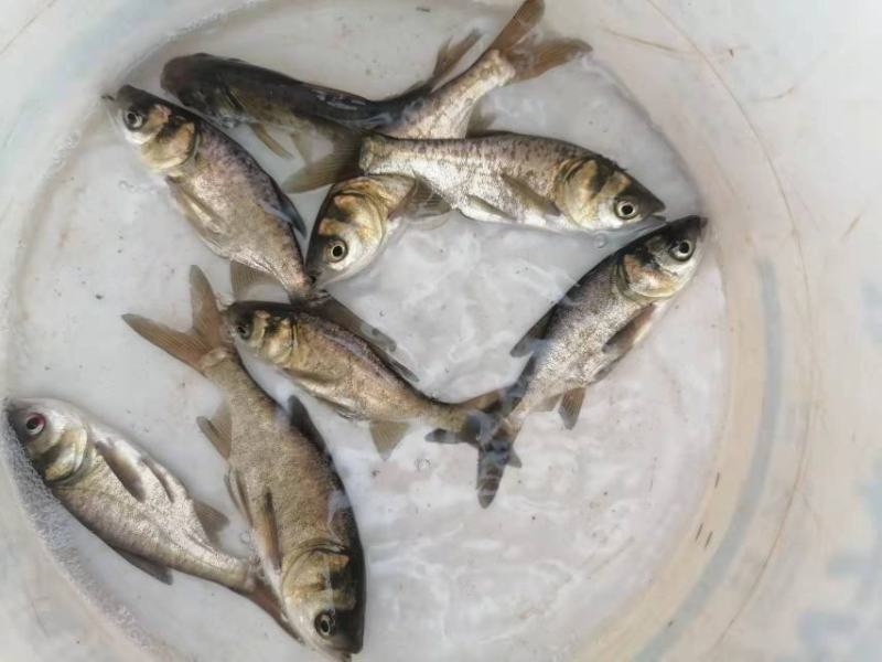 鲤鱼苗，草鱼苗等各种特色苗，品种齐全，货源充足