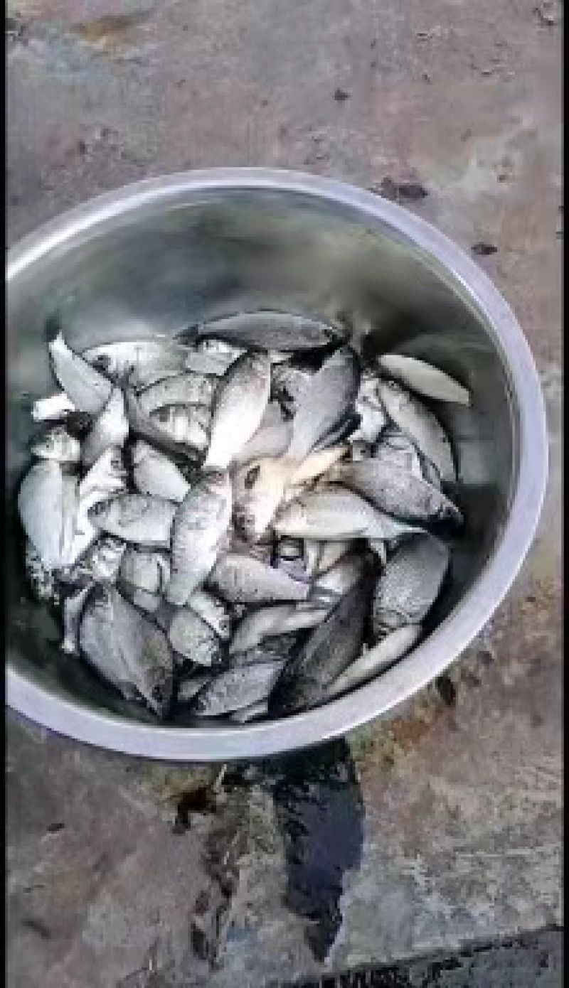 鲤鱼苗，草鱼苗等各种特色苗，品种齐全，货源充足