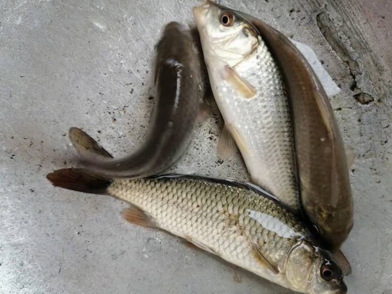 鲤鱼苗，草鱼苗等各种特色苗，品种齐全，货源充足