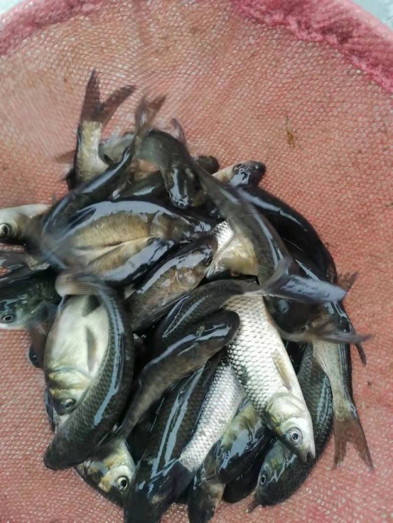 鲤鱼苗，草鱼苗等各种特色苗，品种齐全，货源充足