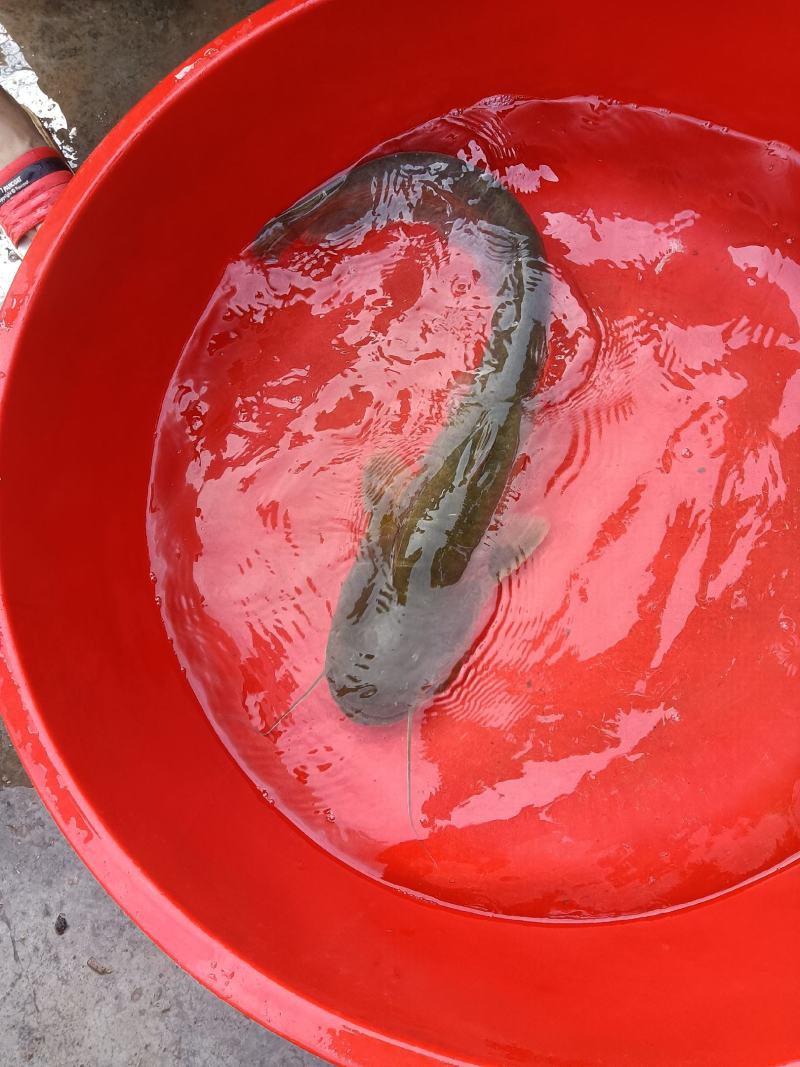 鲤鱼苗，草鱼苗等各种特色苗，品种齐全，货源充足