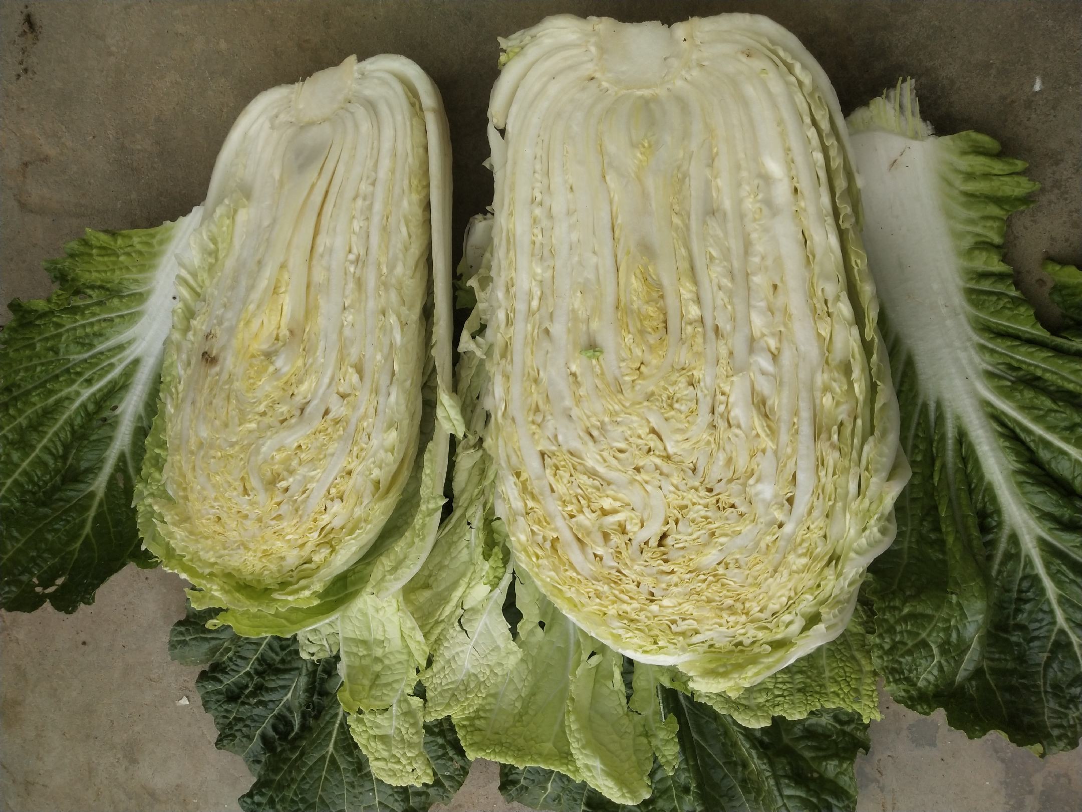胡萝卜横截面展示白色芯部