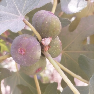 无花果冻干无花果冻干干货干果