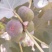 无花果冻干无花果冻干干货干果