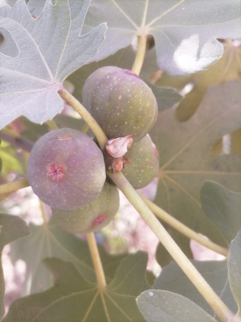 无花果冻干无花果冻干干货干果