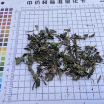 贵州野生蒲公英全草带根带花