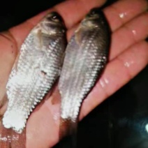 鲫鱼苗，草鱼苗，等各种特色鱼苗，品种好，价格低