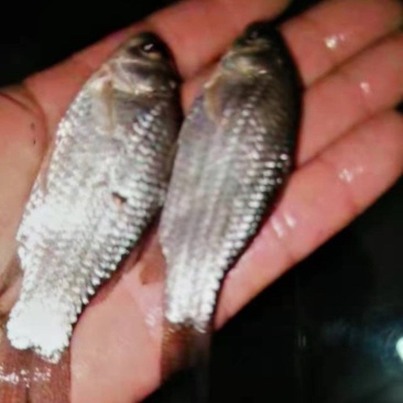 鲫鱼苗，草鱼苗，等各种特色鱼苗，品种好，价格低