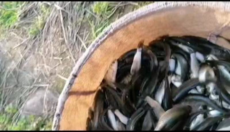 鲫鱼苗，草鱼苗，等各种特色鱼苗，品种好，价格低